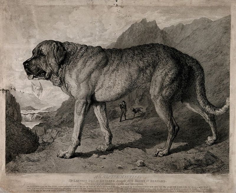 The Alpine Mastiff