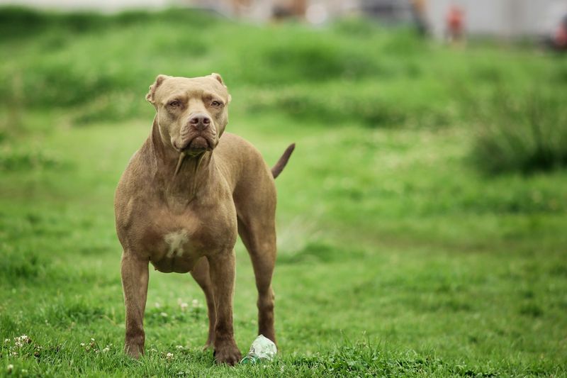 Not a Single Breed