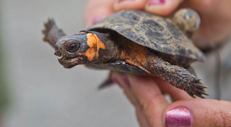 Miniature Marvel: The Bog Turtle