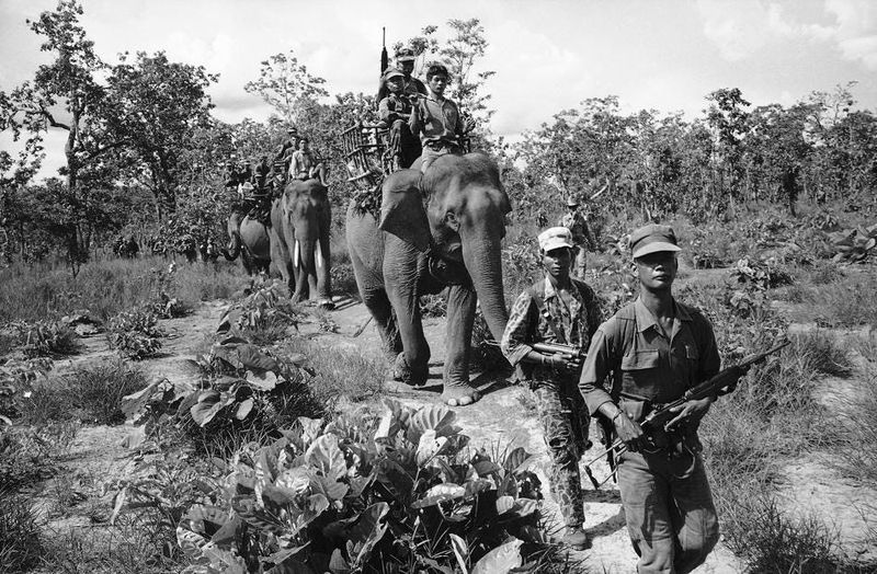 The Use Of Elephants In The U.S. Military In The Early 20th Century