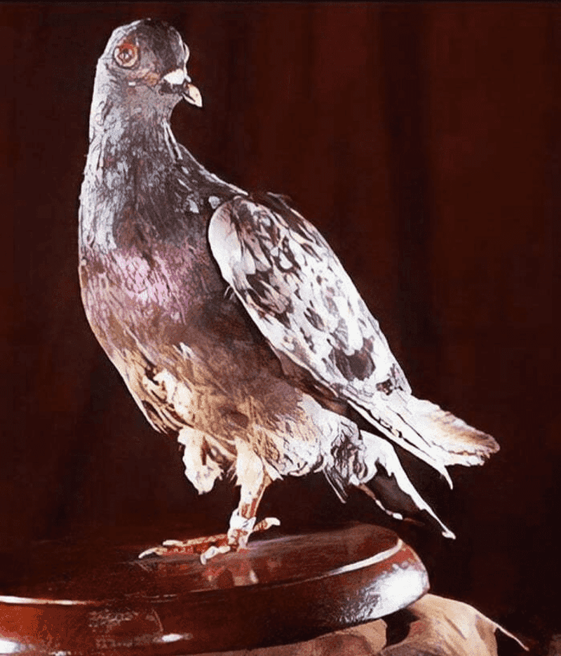 Cher Ami, The Pigeon Hero Of World War I