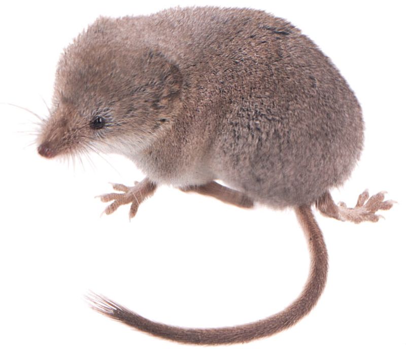 The Importance Of The Mammal's Rediscovery For California's Ecosystem