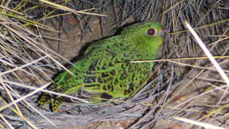 Scientists React To The Remarkable Rediscovery Of The 'Ghost' Bird
