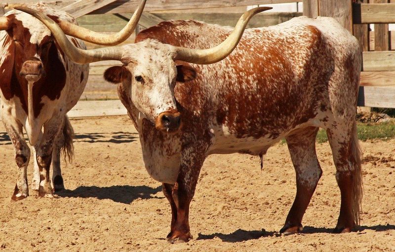 Cattle Breeds Of North America: From The Plains To The Farms