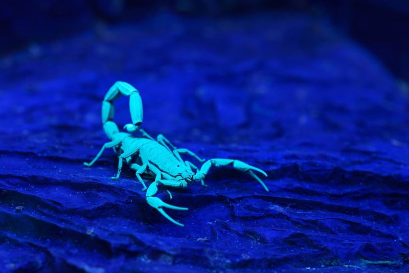 The Glowing Scorpion Army