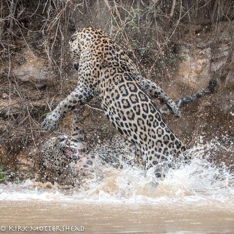 Water Ambush Strategy