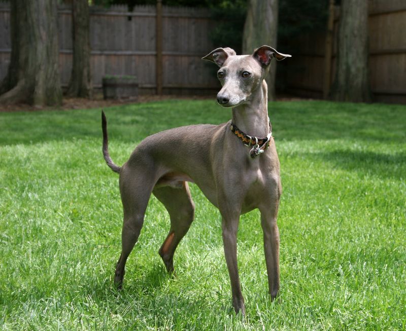 The Regal Italian Sighthound