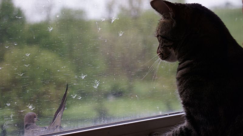 The Window-Watching Partnership