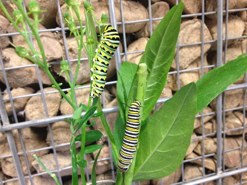 Swallowtail Caterpillars And Their Relationship With Host Plants