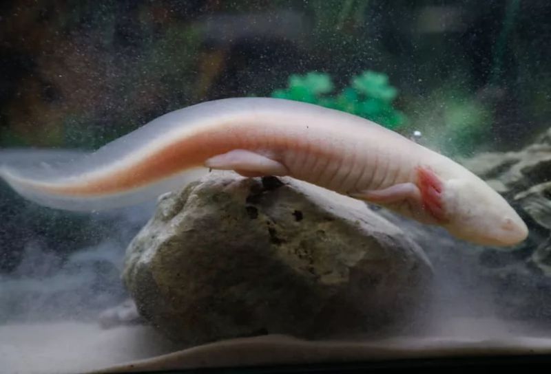 Predation From Non-Native Animals