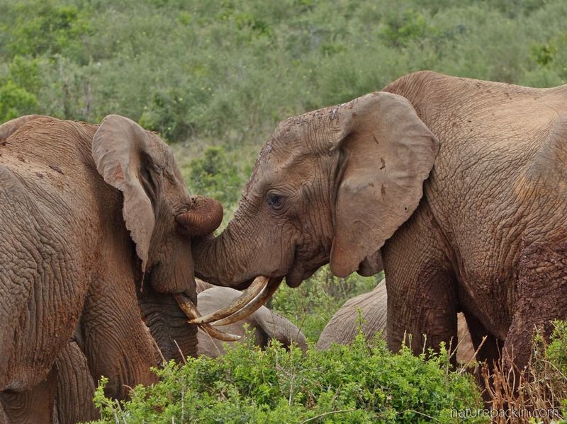 Elephants' Communication Methods