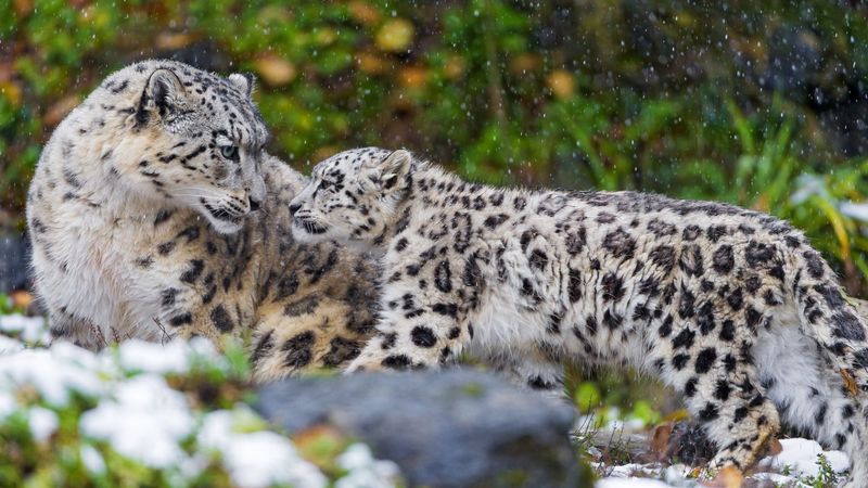 Fossil Clues About The Snow Leopard's Early Evolutionary Divergence