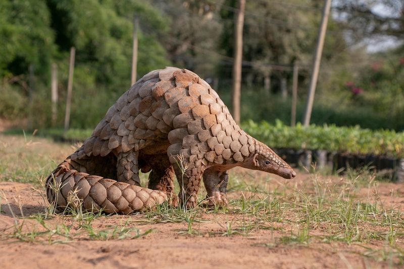 The Threats Pangolins Face