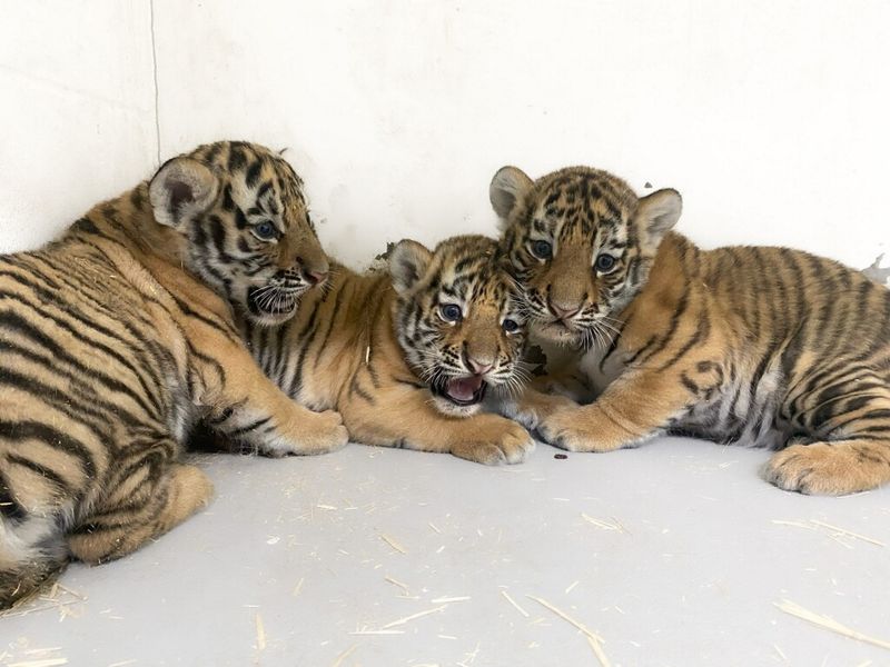 What's Next For These Endangered Tigers