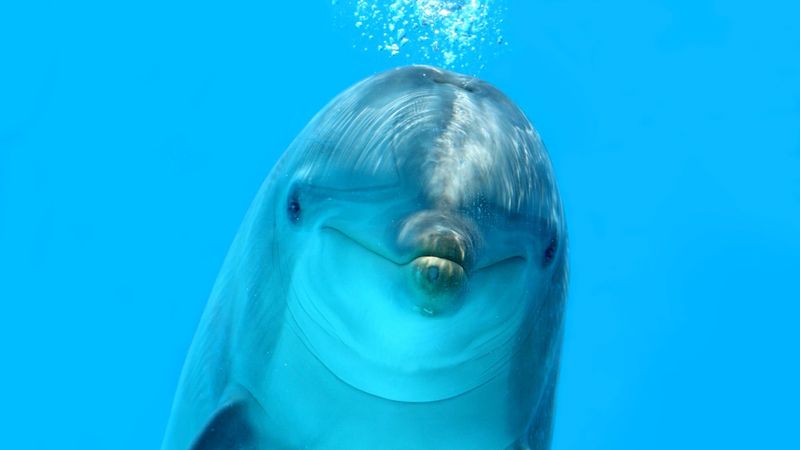 Comparing Animal Sonar To Human Technology