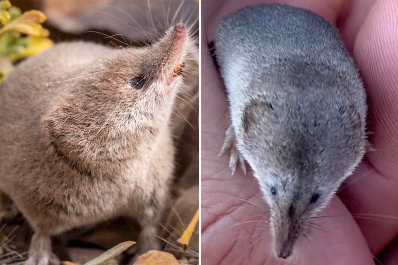 The Reaction Of Wildlife Experts To The Mammal's First Live Photograph