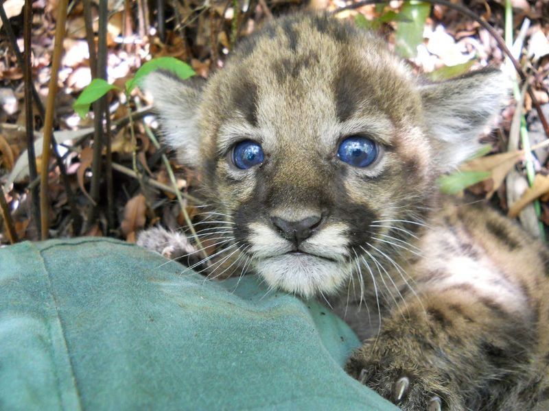 Florida Panther Cubs: A Rare Sight