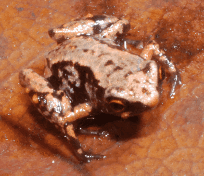 What Species Holds The Title Of The Smallest Vertebrate?