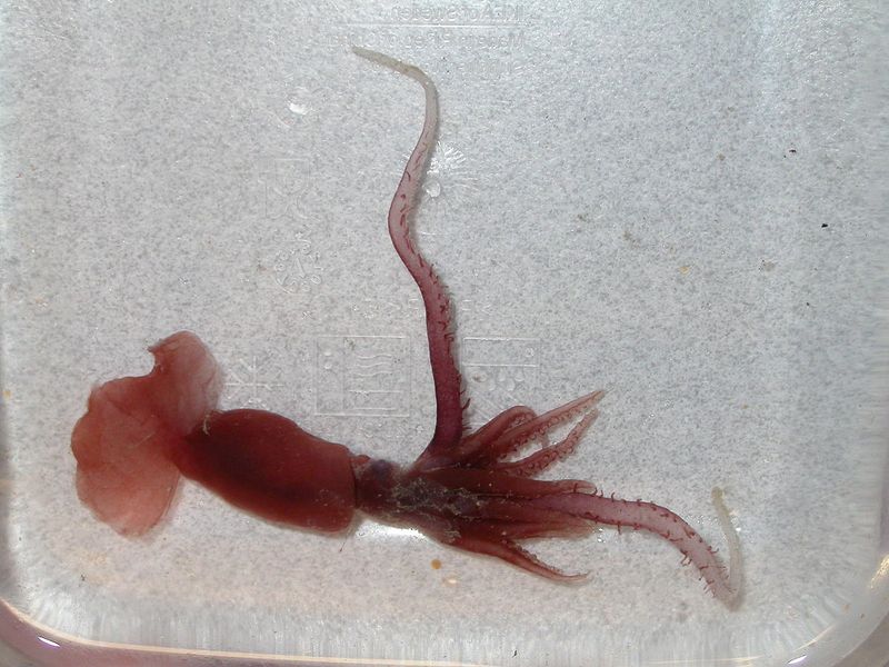 The Phantom Cephalopod