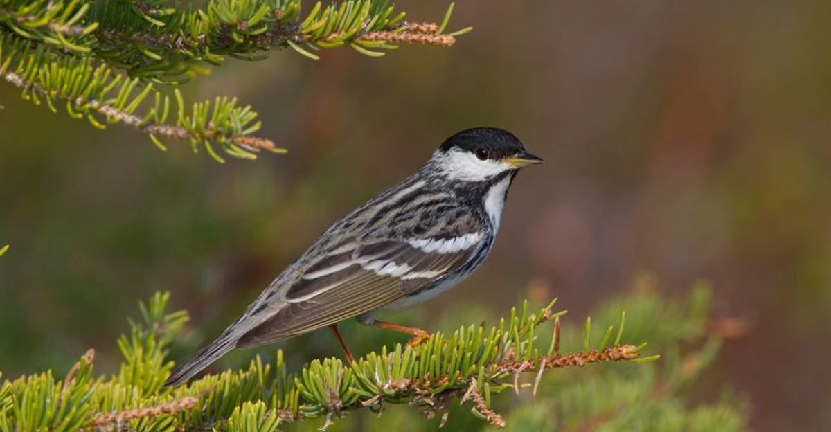 The Incredible Journey Of The Blackpoll Warbler Across The Western Hemisphere