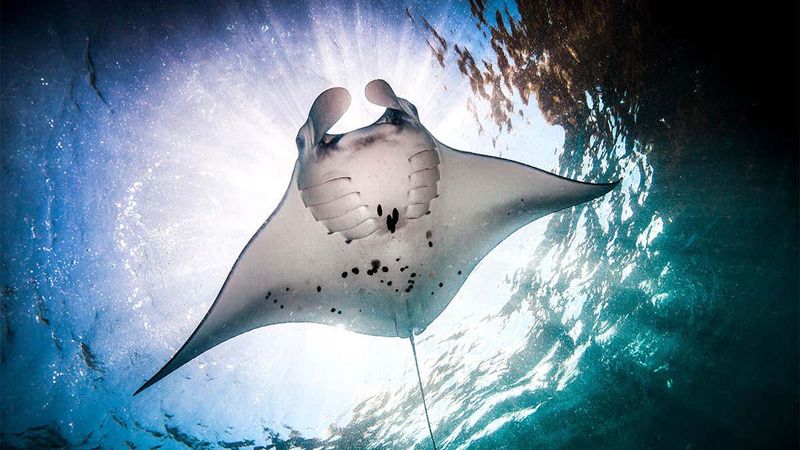 The Graceful Manta Ray