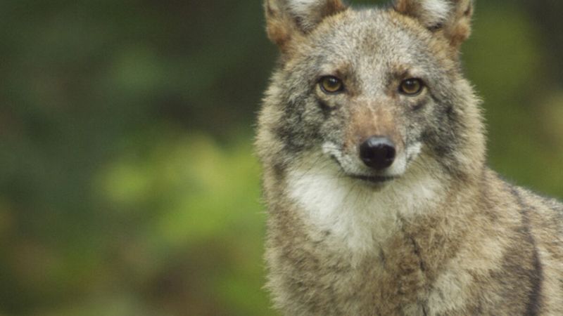 Coywolf: Nature's Adaptable Canid