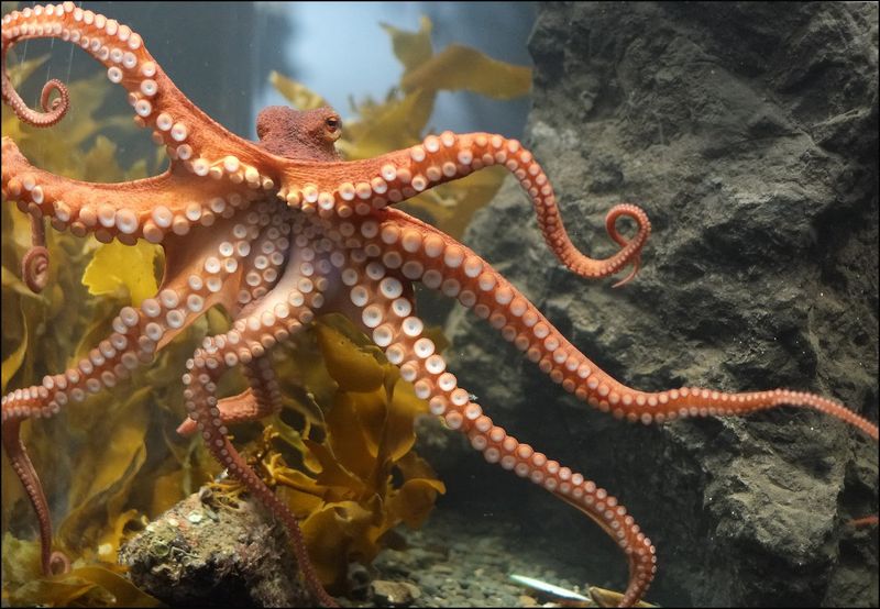 The Giant Pacific Octopus's Problem-Solving Tentacles