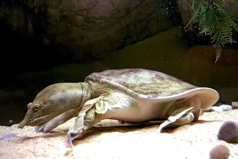 The Shell-Less Wonder: Chinese Softshell Turtle