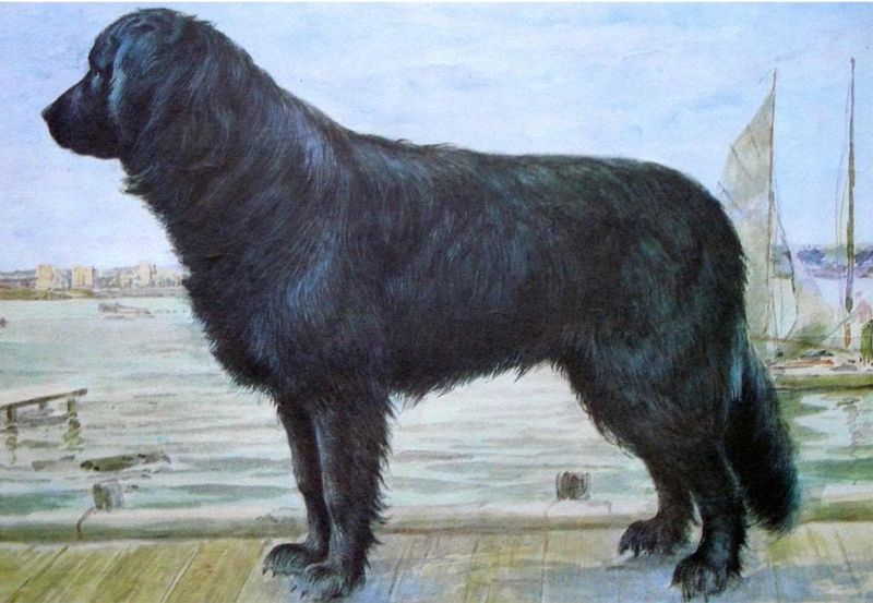 The Moscow Water Dog
