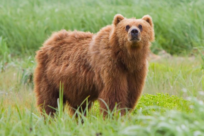 Kodiak Bear (Ursus arctos middendorffi)