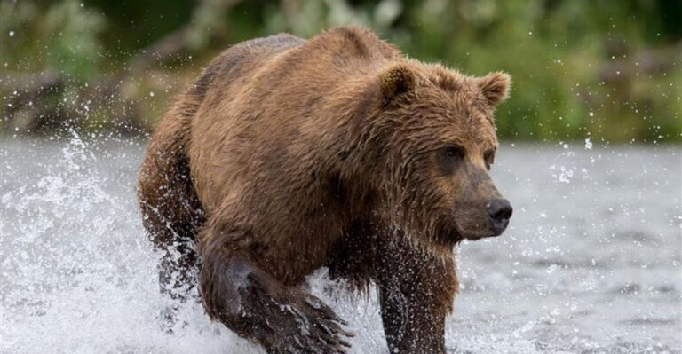 The Largest And Smallest Bears Ever Spotted In The U.S.