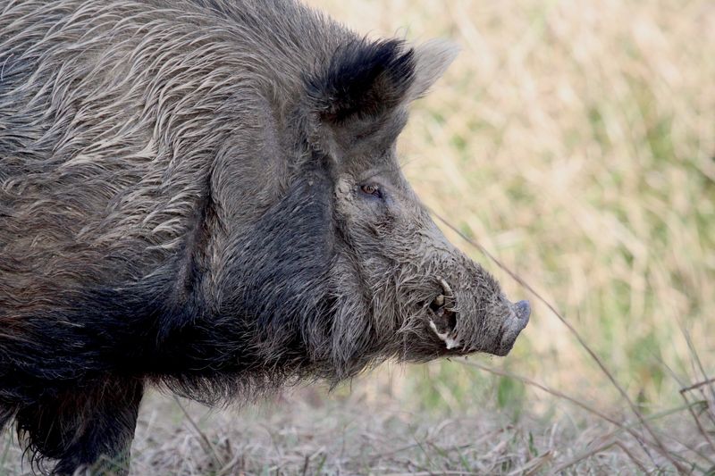 The 1,051-Pound Wild Boar – Texas
