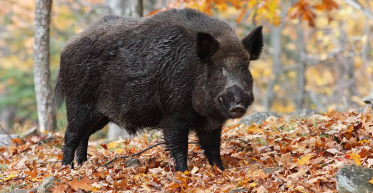 The Largest And Smallest Wild Boars Ever Caught In The U.S.