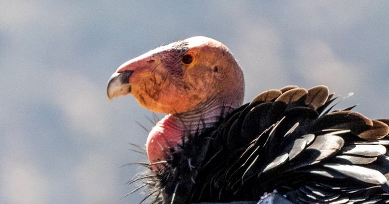 The California Condor