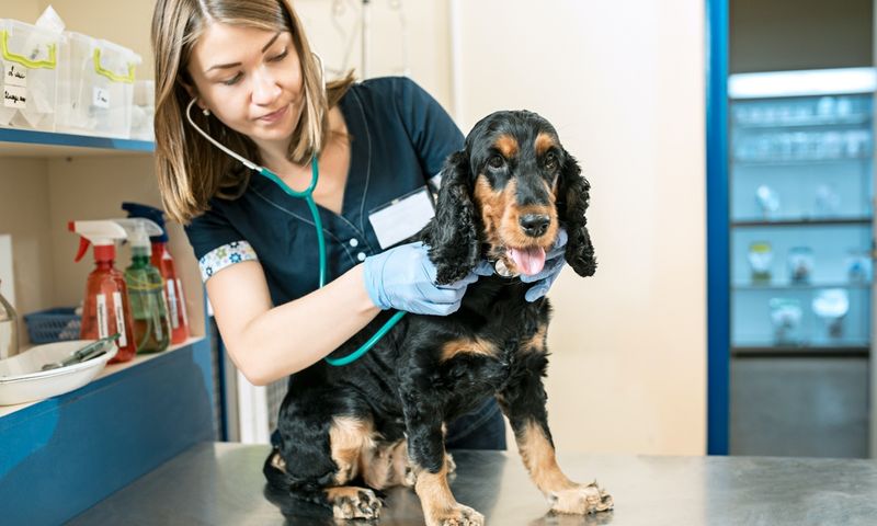 The Vet Visit Reality