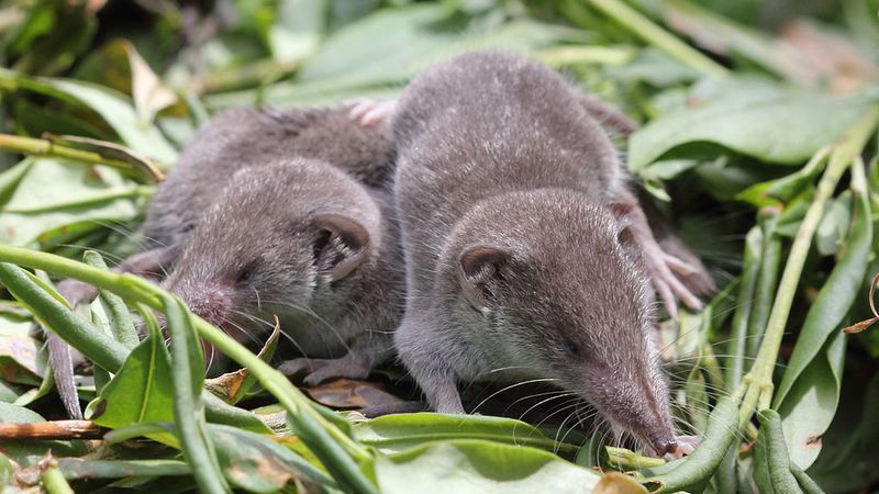 Echolocation In Other Mammals And Marine Life