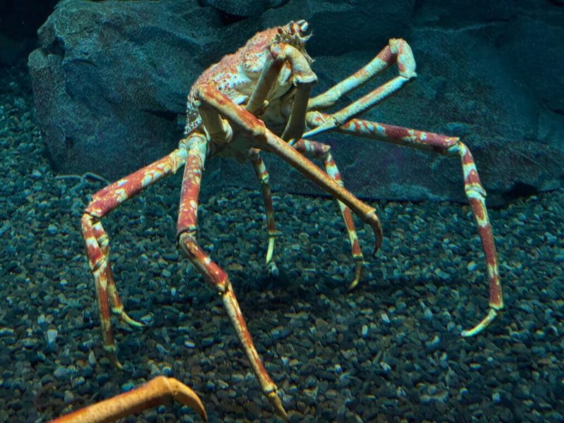 The Japanese Spider Crab's Alien Reach