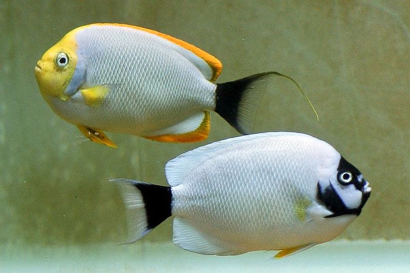 Masked Angelfish