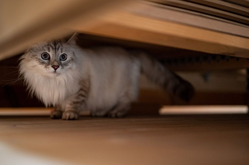 Under The Bed