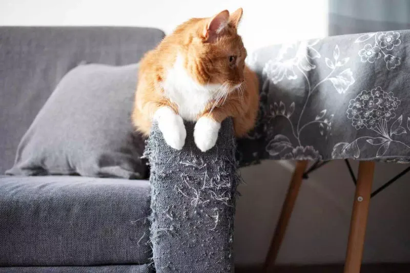Furniture Scratch Wars