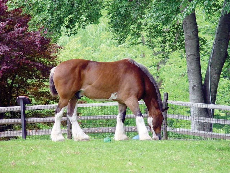 The Gentle Giant: Clydesdale