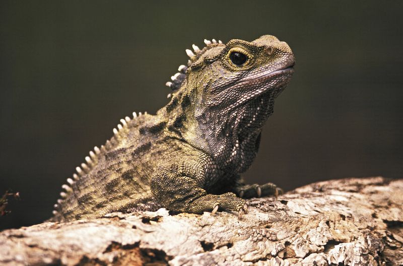 The Ancient Tuatara