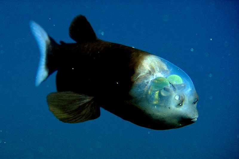 Transparent Wonder