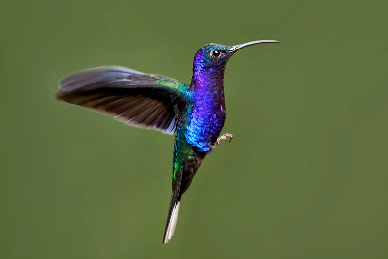 Floating Jewels
