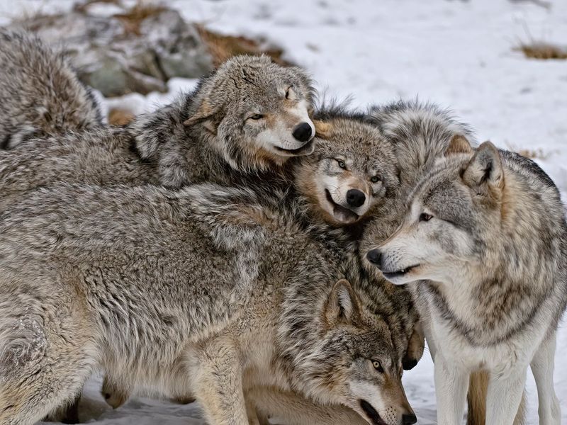 Pack Dynamics
