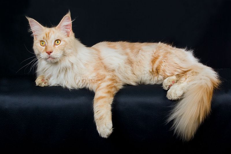 Cost Of Owning A Red Smoke Maine Coon