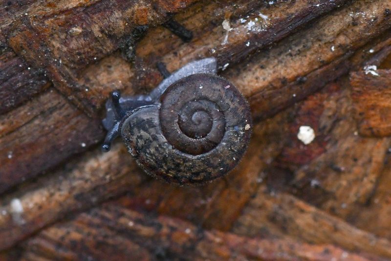 The Impossible Snail