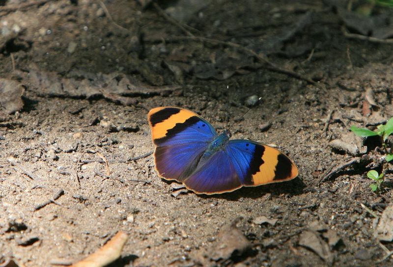 The Phantom Butterfly Of Mount Kilimanjaro
