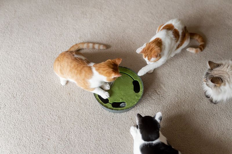 Playtime Equals Peace