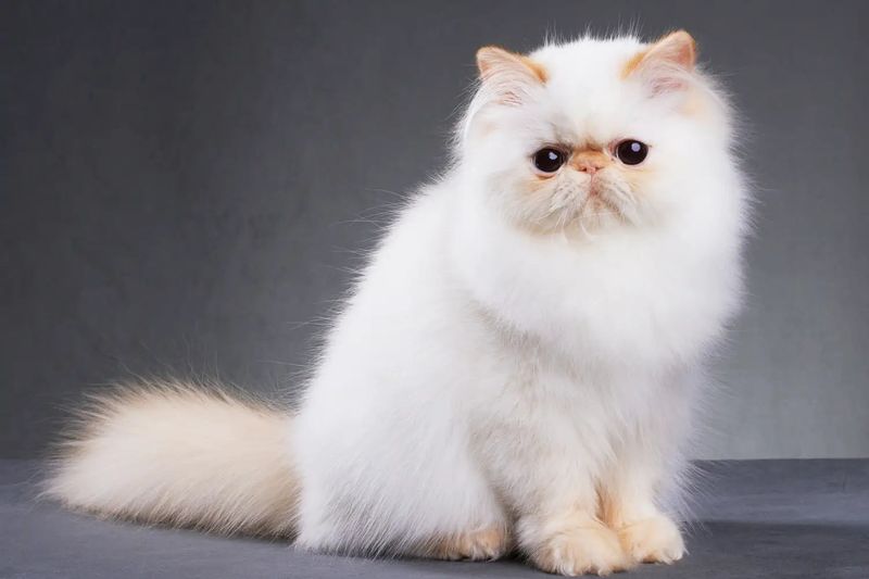Persian Plush Perfection